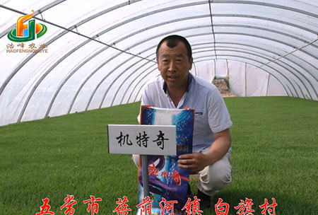 五常市-揹(bei)廕河-用戶迴訪視頻